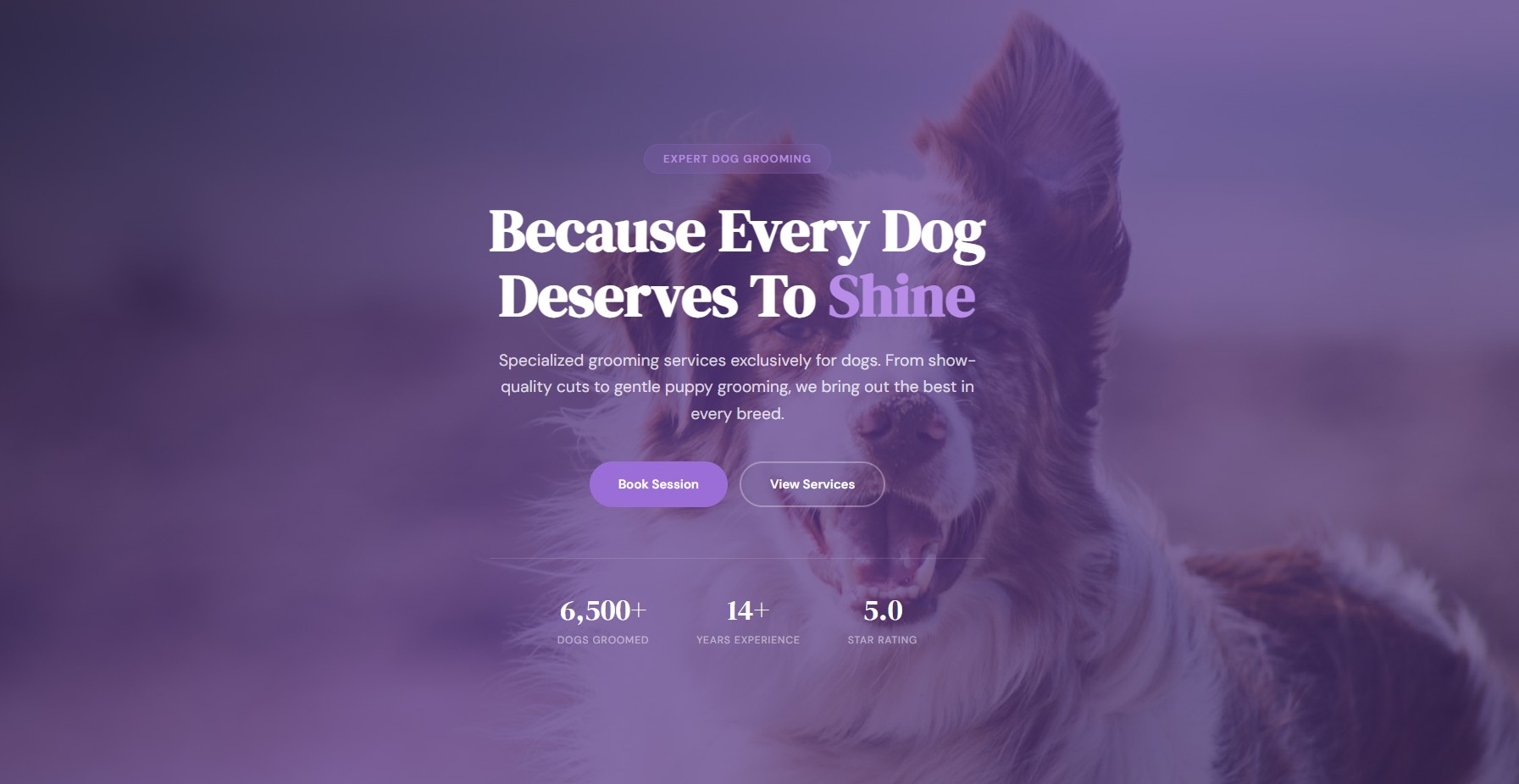 Dog Grooming website template